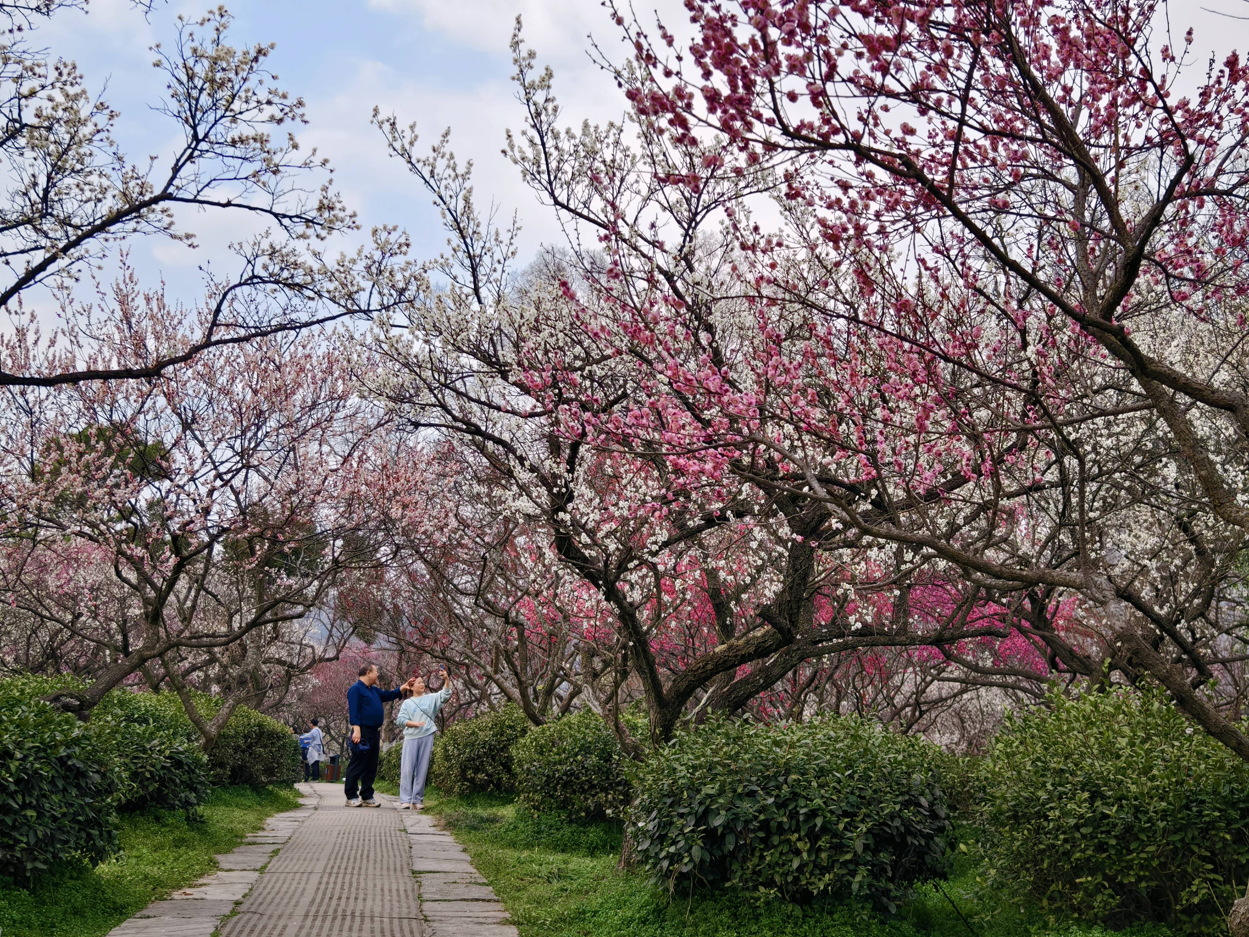 2024中国南京国际梅花节2月19日开幕_梅花山_游客_活动