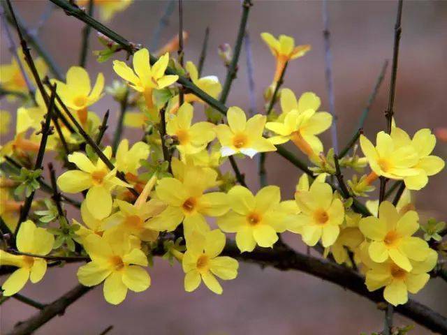 迎春花开了!_中国_百花_单生