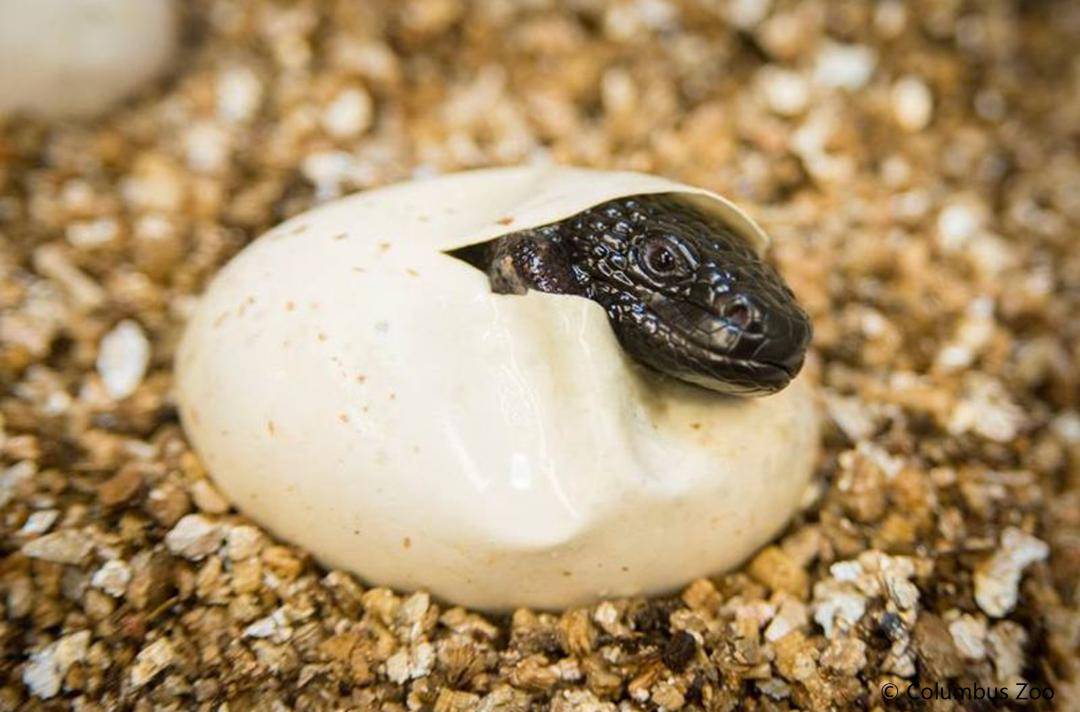 此外,还有的蜥蜴是卵胎生,它们一生下来,其外表就似成年蜥蜴的缩小版.