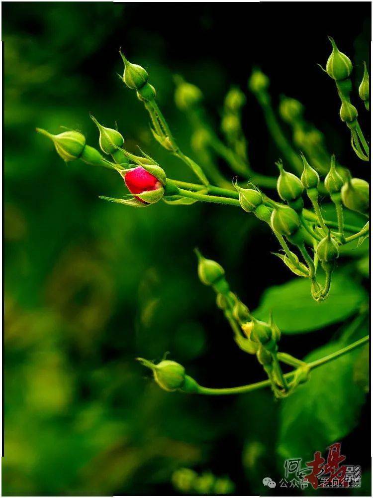 图集 散射光花草