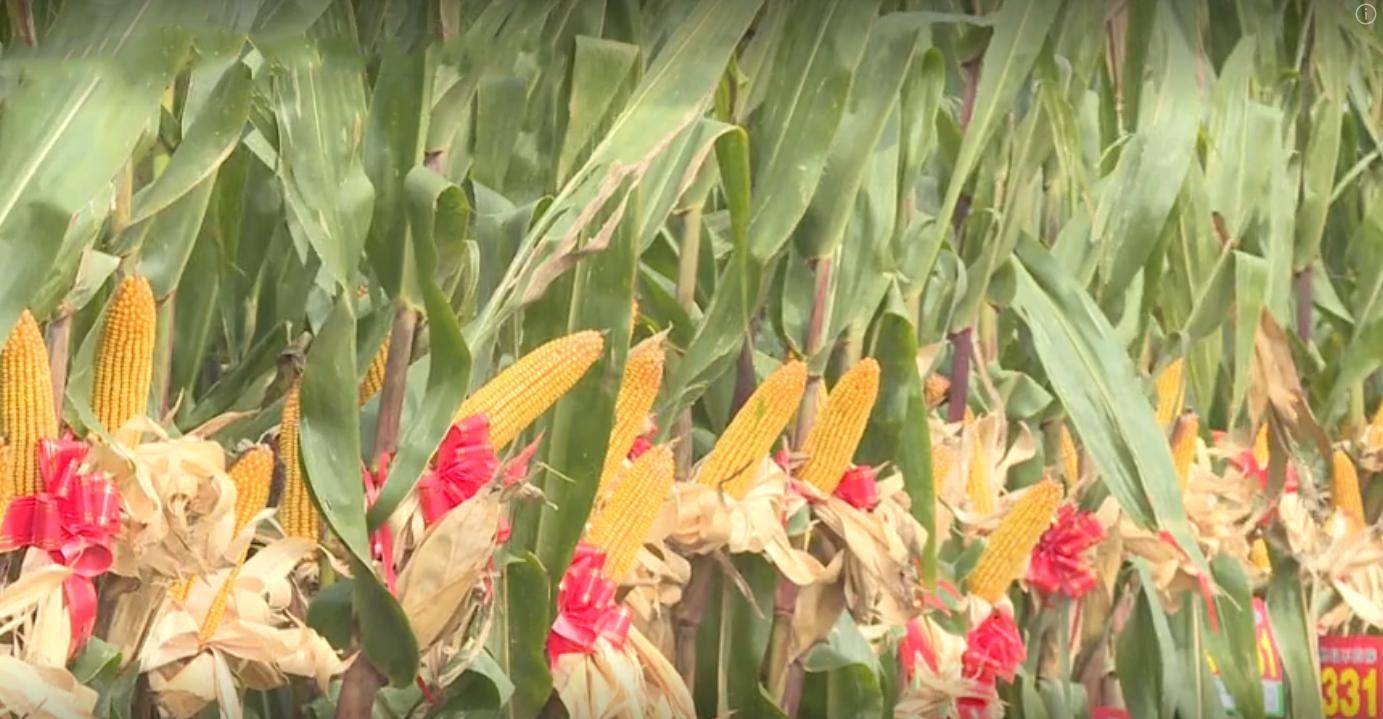 被誉为小钢炮—东单1331玉米种子都说好_审定_华北_种植户