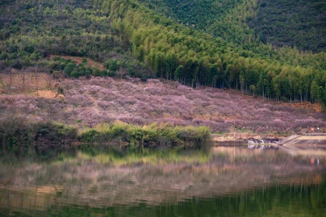 渚淦_梅花_宜兴