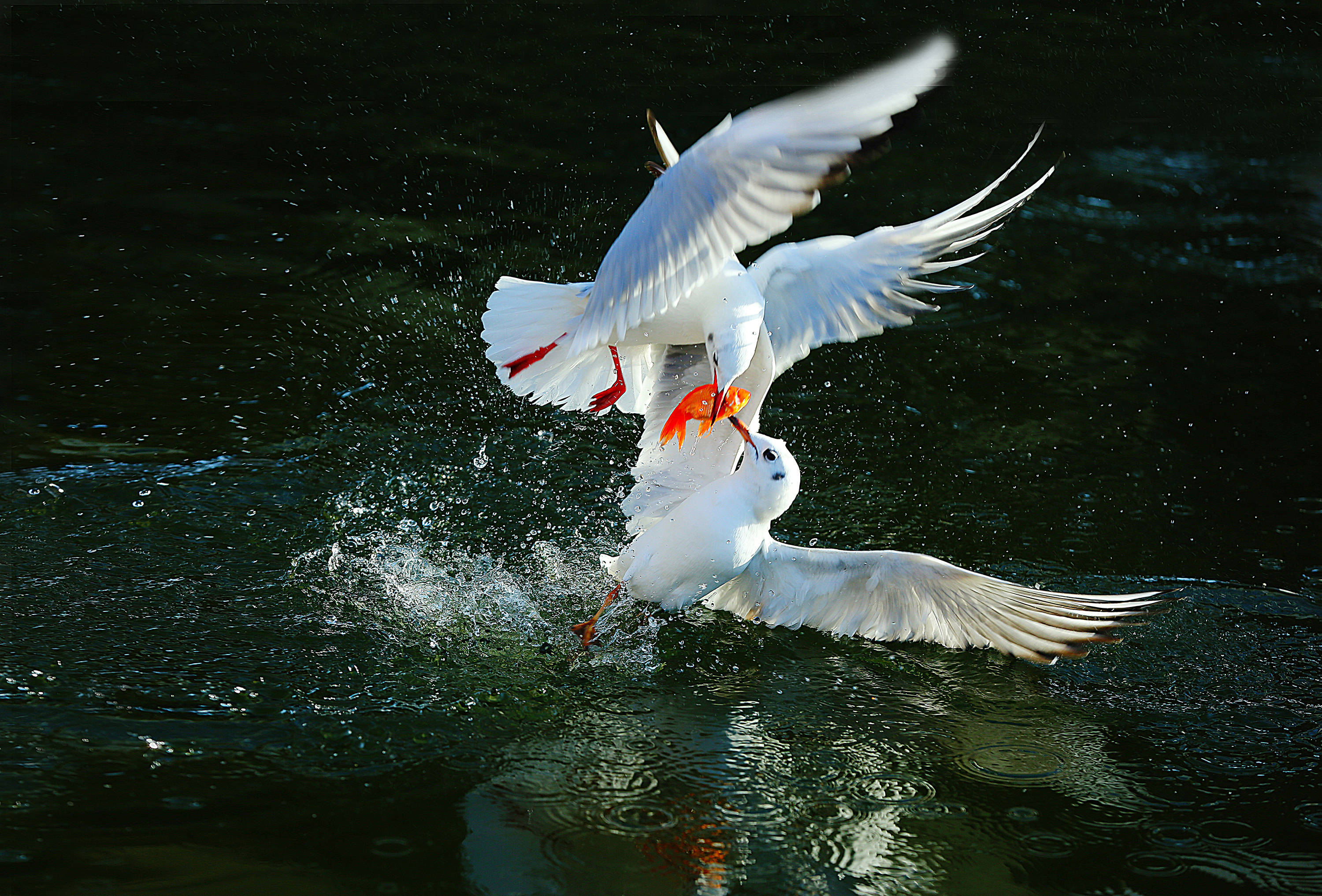 "见行见效 津彩绽放"活动参赛作品:海河上的红嘴鸥_张雷_个人_建设