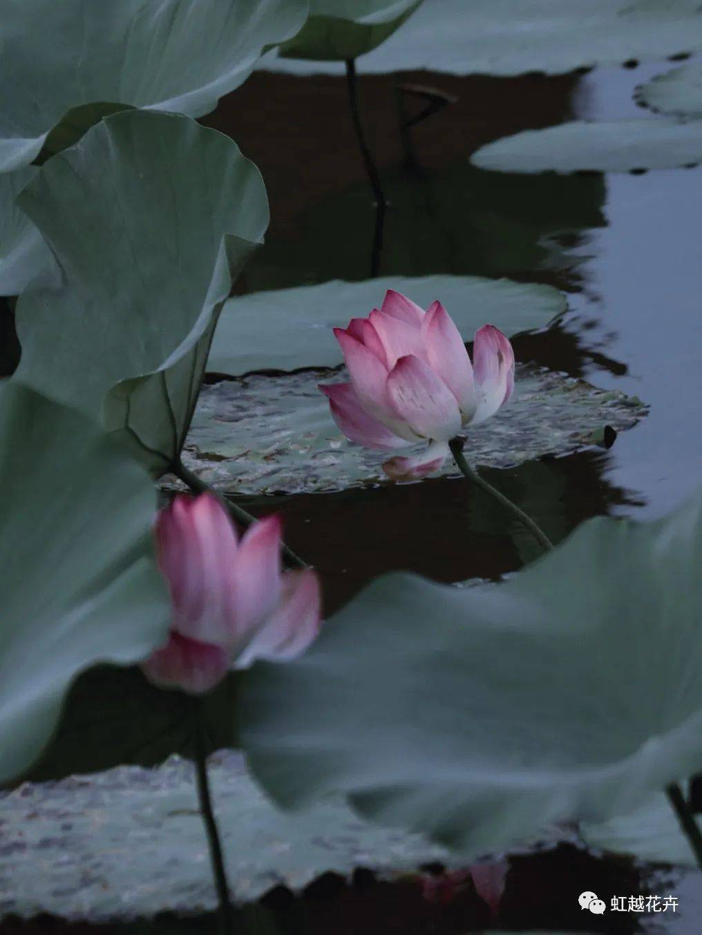 碗里也能种出"一池荷塘"?小小碗莲的快乐你值得拥有_品种_荷花_植物