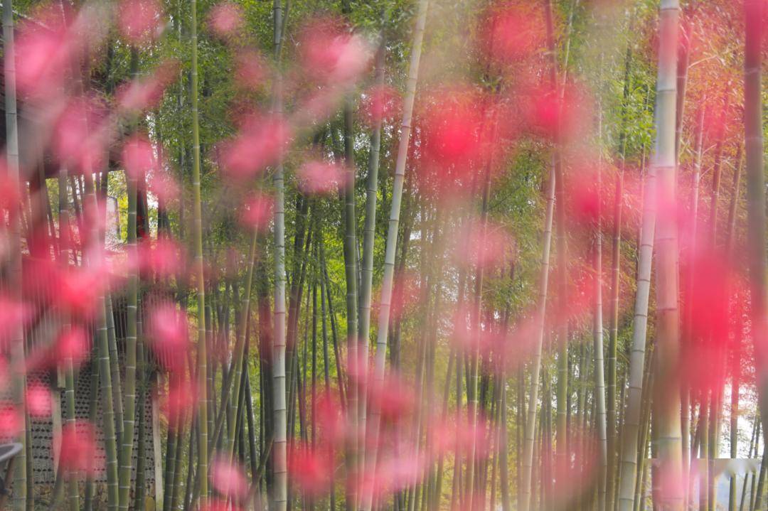 渚淦_梅花_宜兴