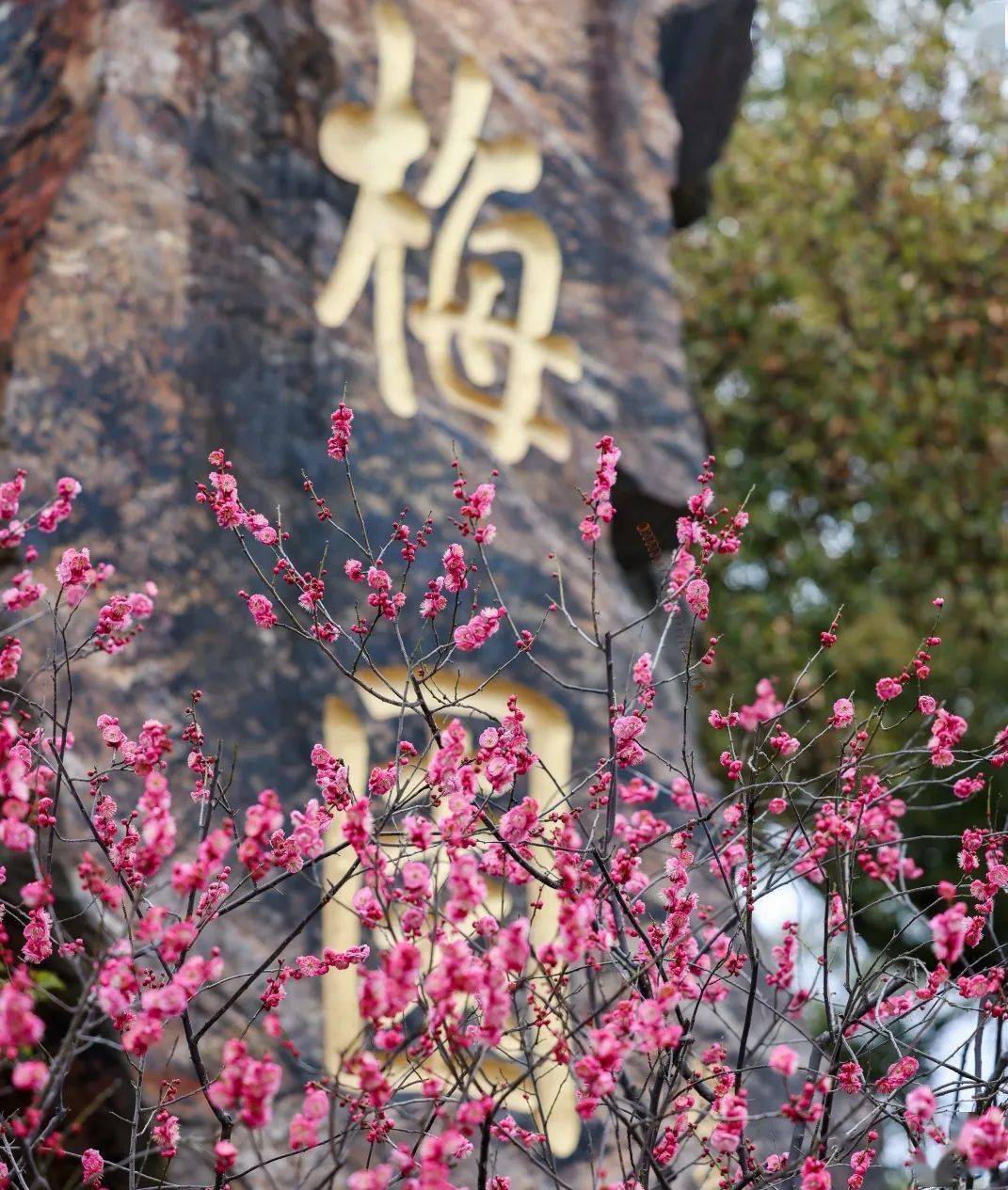 二月和三月,锡城颜值担当在这里_梅花_枝头_江南