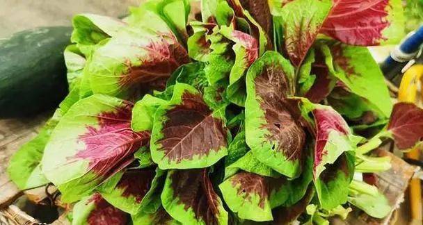 日本人每天要吃的"长寿菜",我国产量大却没人品尝,可惜了_苋菜_红薯