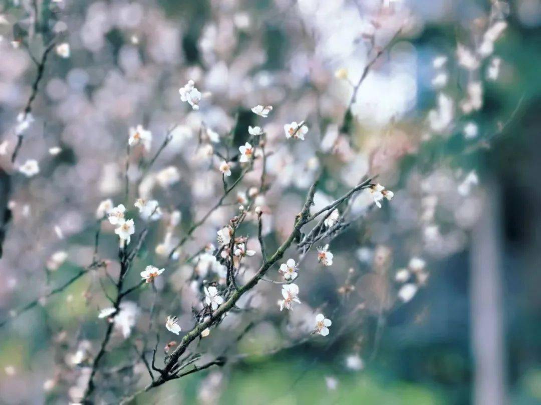 渚淦_梅花_宜兴