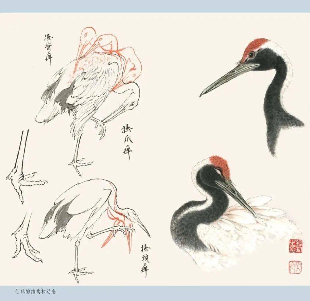 禽鸟写意技法大汇总_八哥_喜鹊_通身