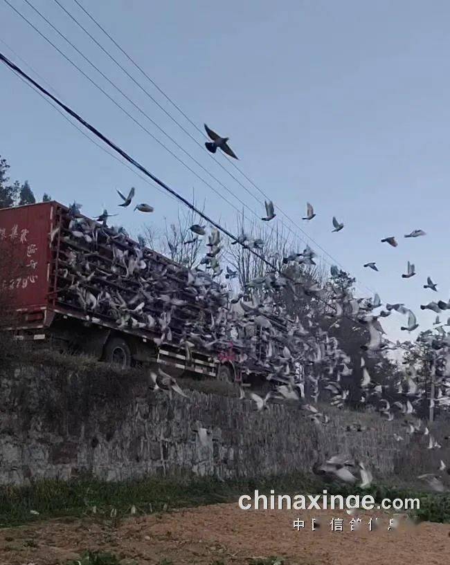 「鸽讯」春棚首关冠军"开挂"飙出2160分速_速度_比赛_扫描