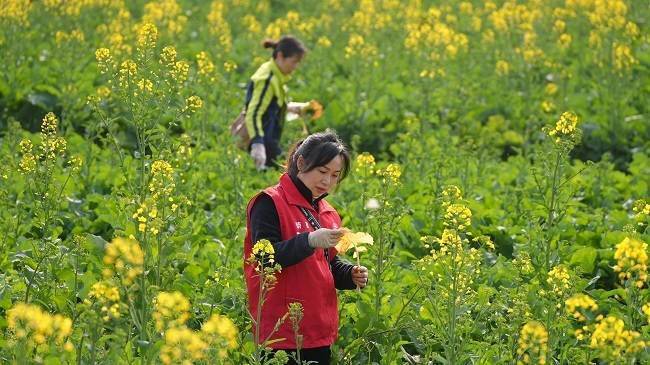 徐振宇供图据悉,春节后,荣县农业局植保站早谋划,早安排,早部署,早