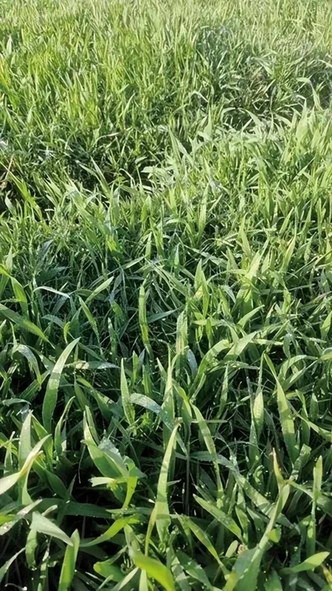 关注天气变化,麦田适时除草_麦苗_异丙_英才