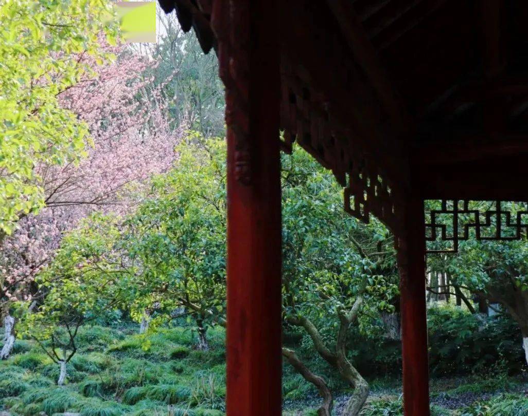 青浦春有约,梅开,眼笑!赏梅正当时!_梅花_曲水_粉色