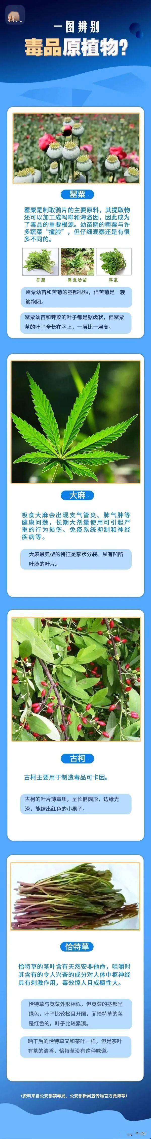 种植_植物_毒品