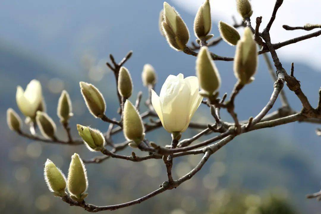 奉化长岭村玉兰花地址图片