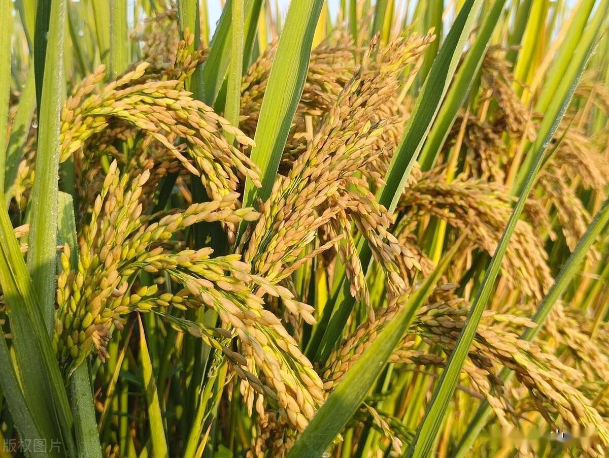 龙稻201水稻品种图片