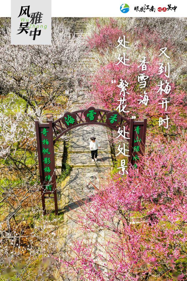 香雪海迎来最佳赏梅期香雪海是全国四大赏梅胜地之一,素有"邓尉