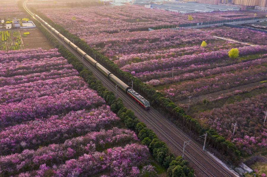 【看世界"开往春天的列车,带你穿越烂漫花海