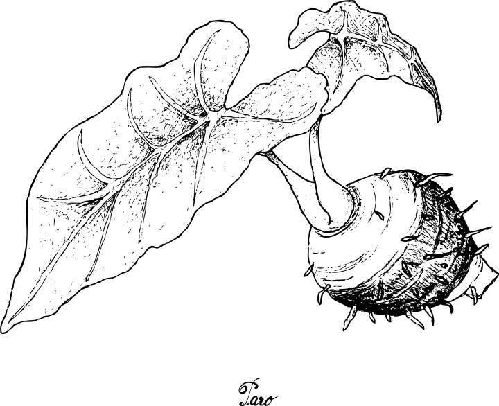 写点生活|香糯的芋艿_母亲_泥土_父亲