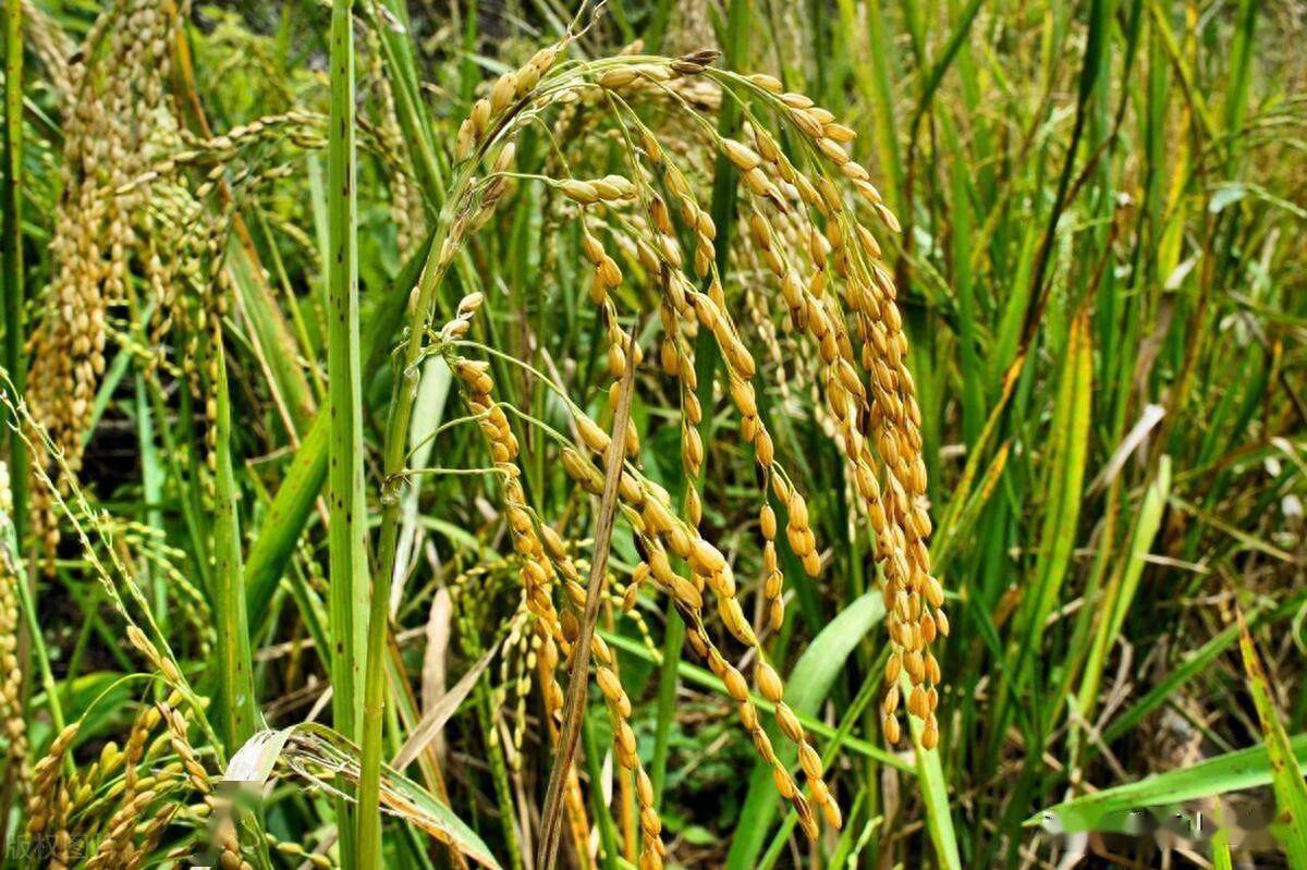 龙稻201水稻品种图片