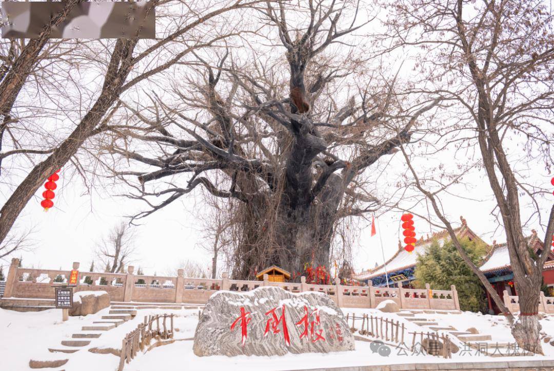 龙年第一场雪后的洪洞大槐树景区,怎一个美字了得~_游客_雪景_年年