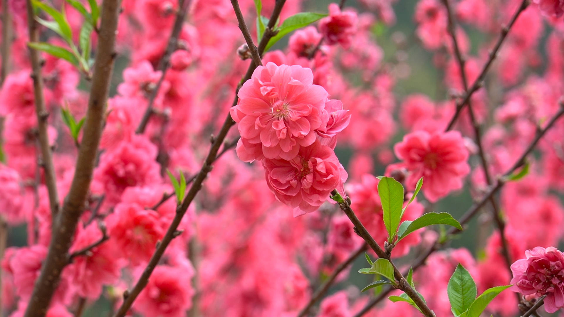 桃花花瓣的触感图片