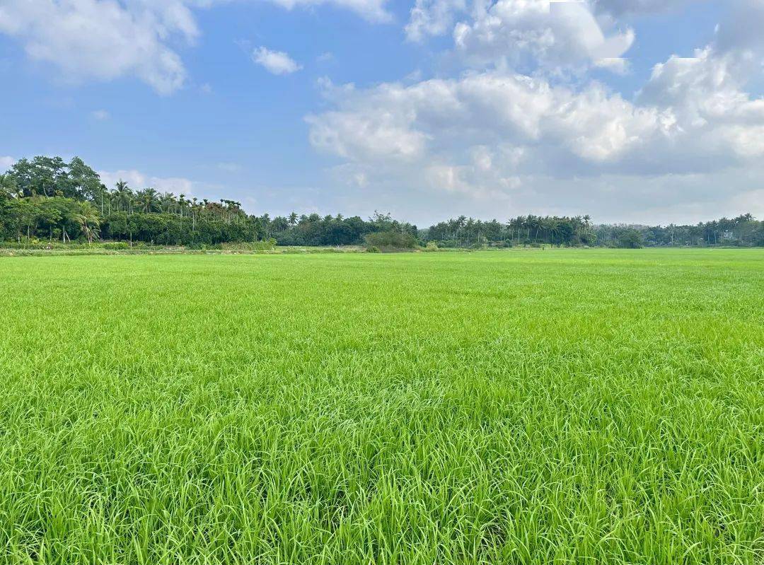 2月20日,初春时节的万宁市南桥镇桥北村桥北大洋一片繁忙景象,春耕春