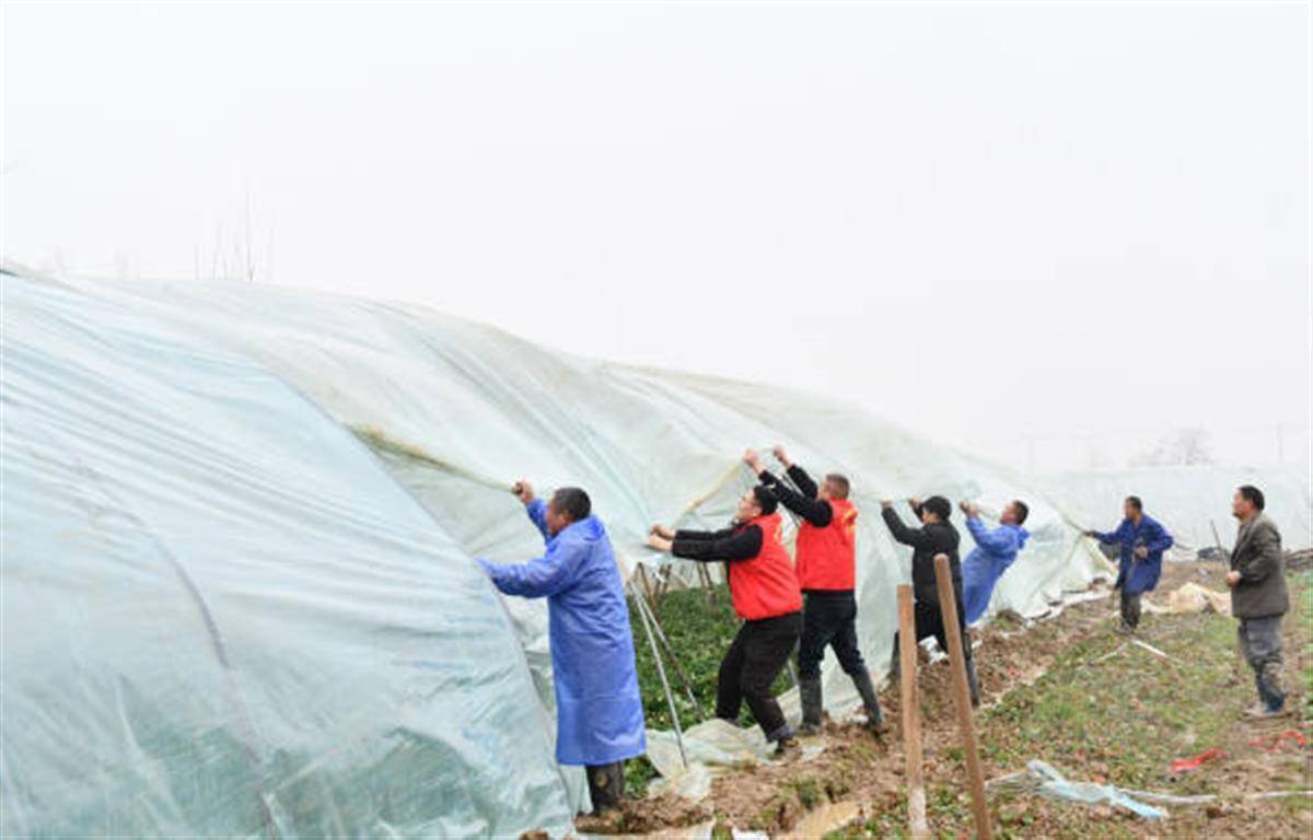 大风冰雹致合肥多家草莓种植户大棚受损，当地政府已协调保险公司理赔