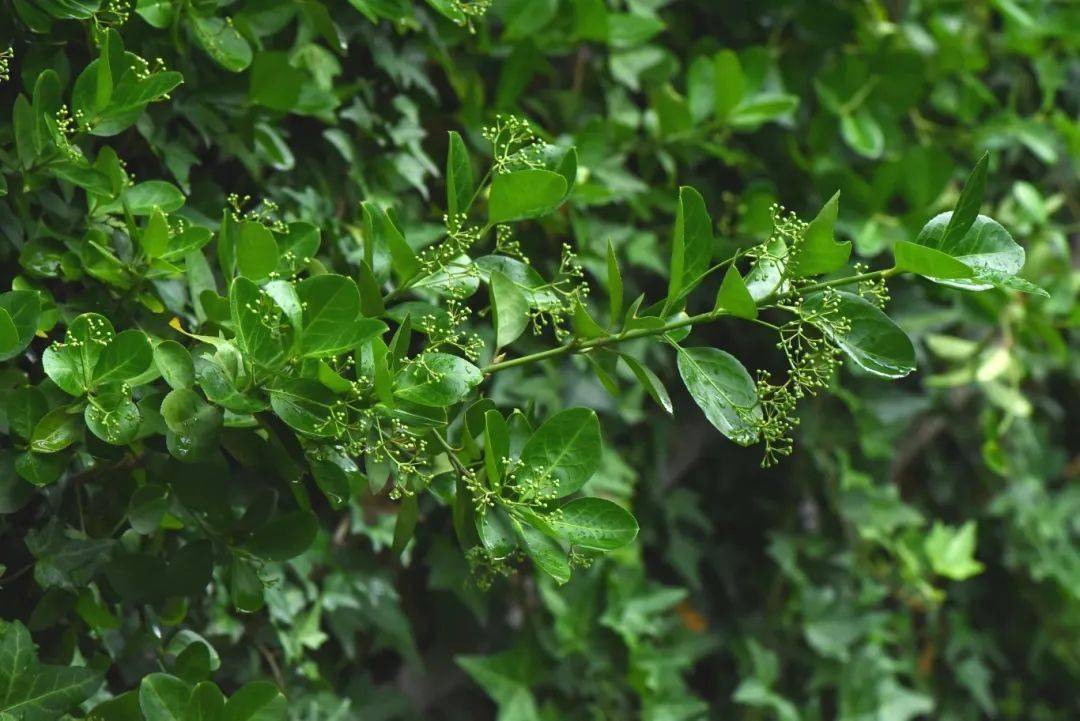 白花红果扶芳藤,行气活血来显能 百草团畲药系列之(九十)(知药知健康