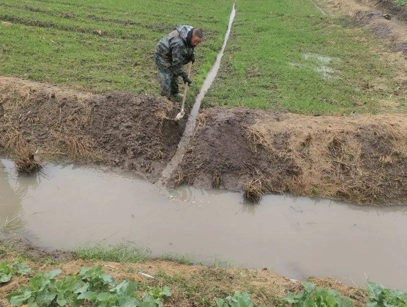 3,坚持清墒理沟,疏通三沟预防渍害"尺麦怕寸水""麦田一套沟,从种喊到