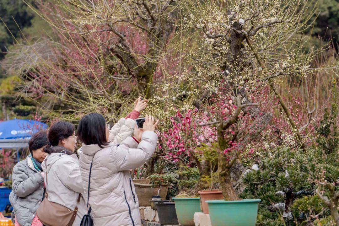 卖花渔村梅花节2022图片