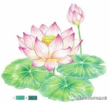 荷花画法彩铅笔画图片