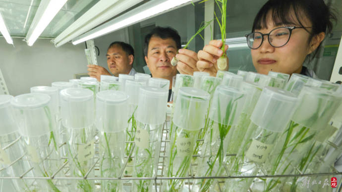 近日,上海市农业科学院曹黎明研究的项目杂交粳稻申恢26系列新品种