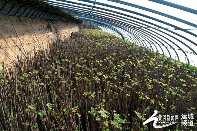 永济市韩阳镇:温室大棚里的"椿"天故事_香椿_种植_农户