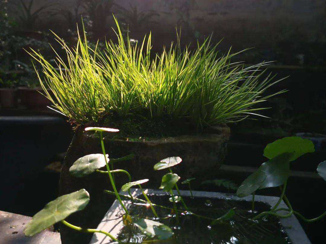 雪中菖蒲_阳光很_汲泉斋_建议