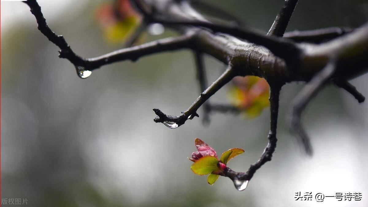 春雨的图片唯美 雨景图片