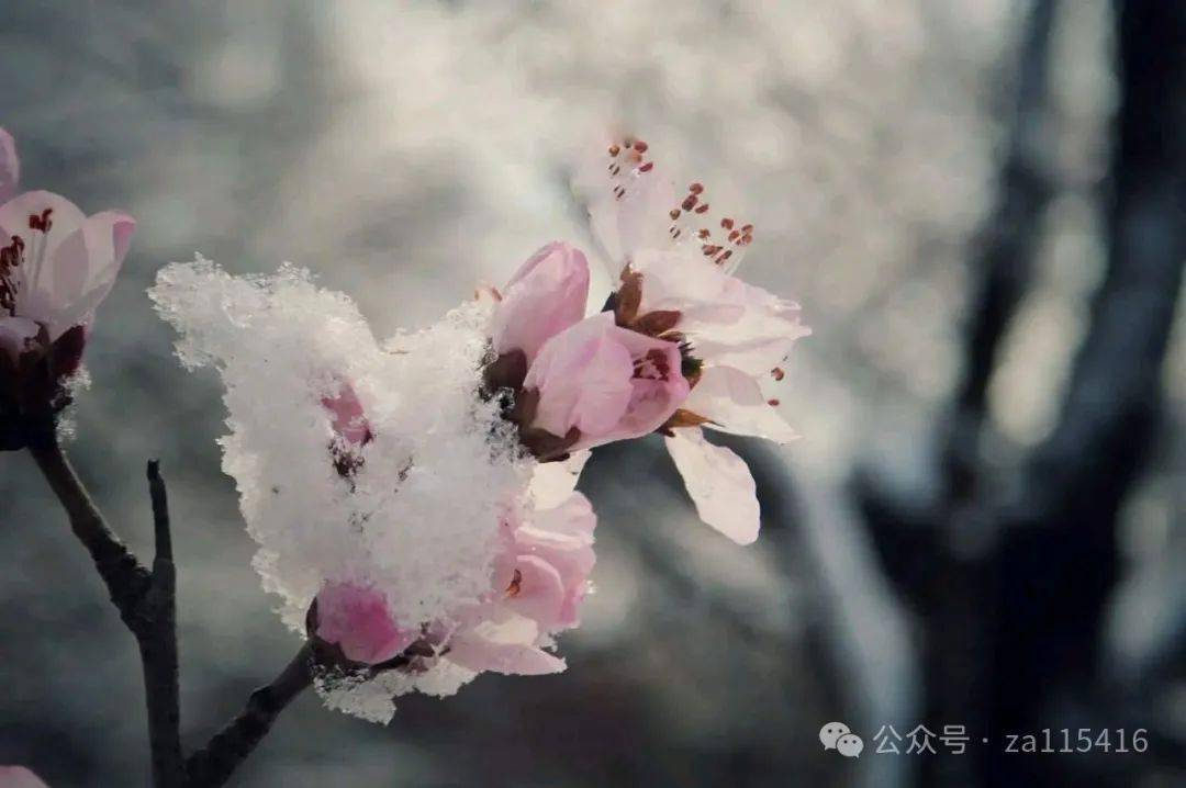 李一消,张党旭轩,婷婷,单宝剑,唐洪元,雪非,阿文,海之燕,文庆,诗梦,史