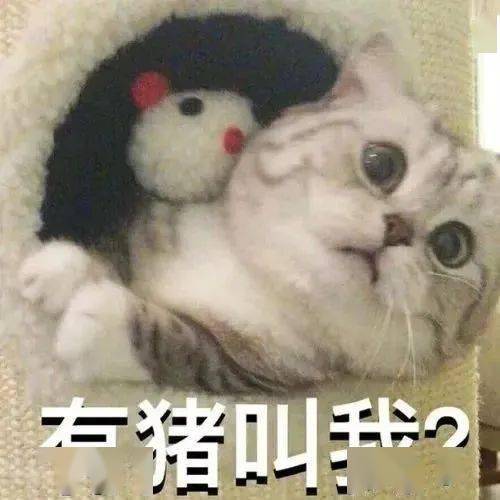 后台回复"表情包"获取更多最新猫咪表情包,每天12点更新