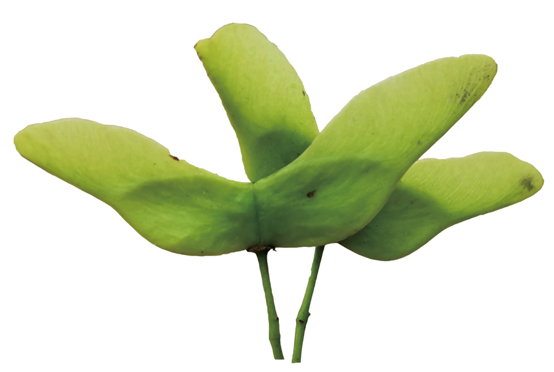 这个"元宝"好神气 | 我们爱科学_叶子_果实_鸟儿