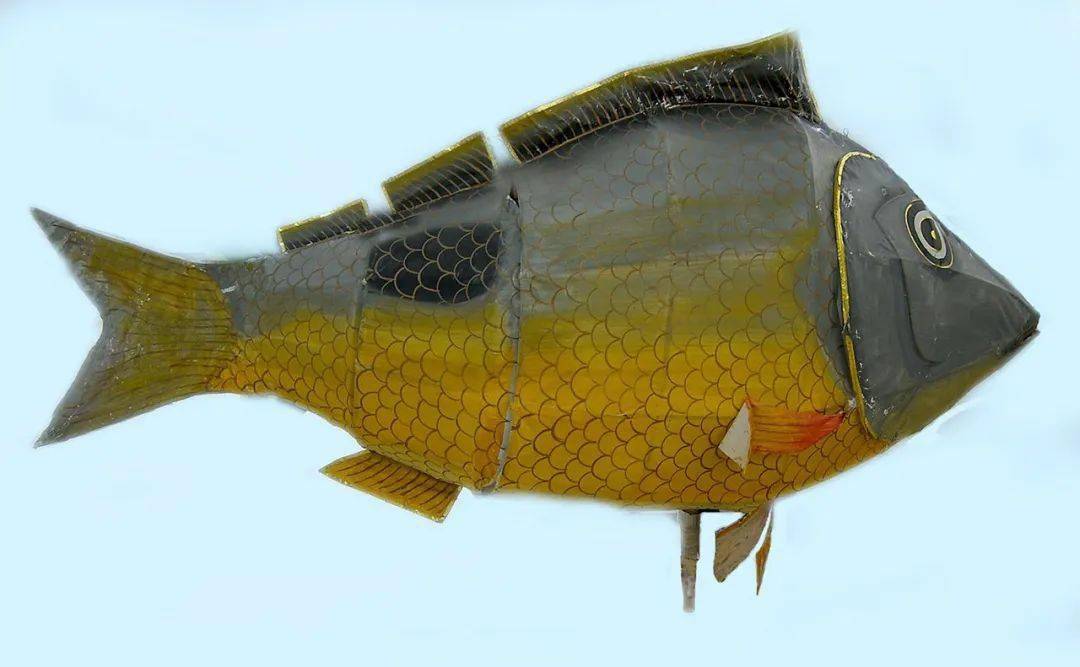 海洋生命力月报|二月:春风初萌 鱼灯绽放_深圳_红藻_海藻