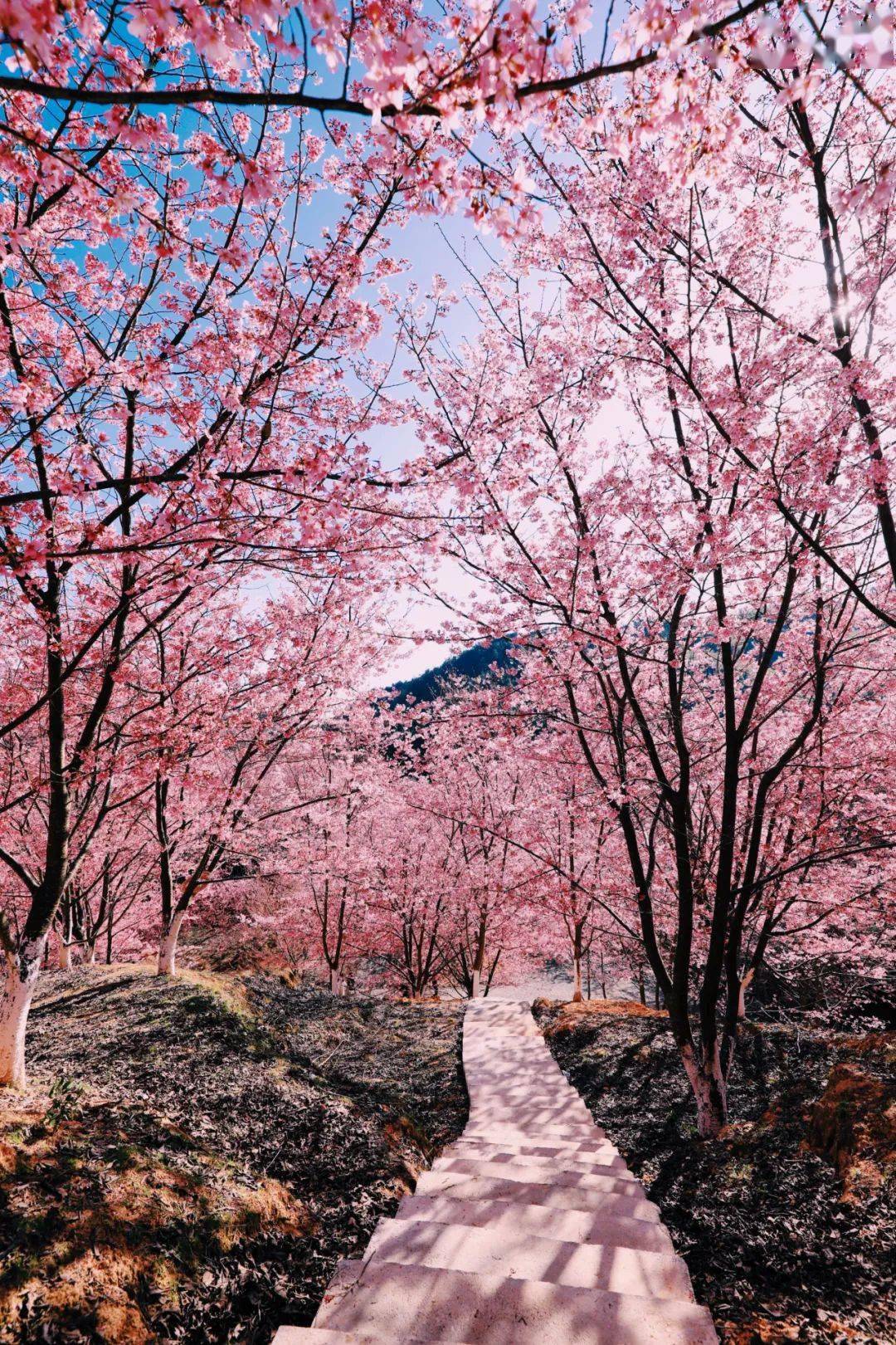 这个福建绝美的赏樱胜地,现在就走起!_大田_樱花_旅游