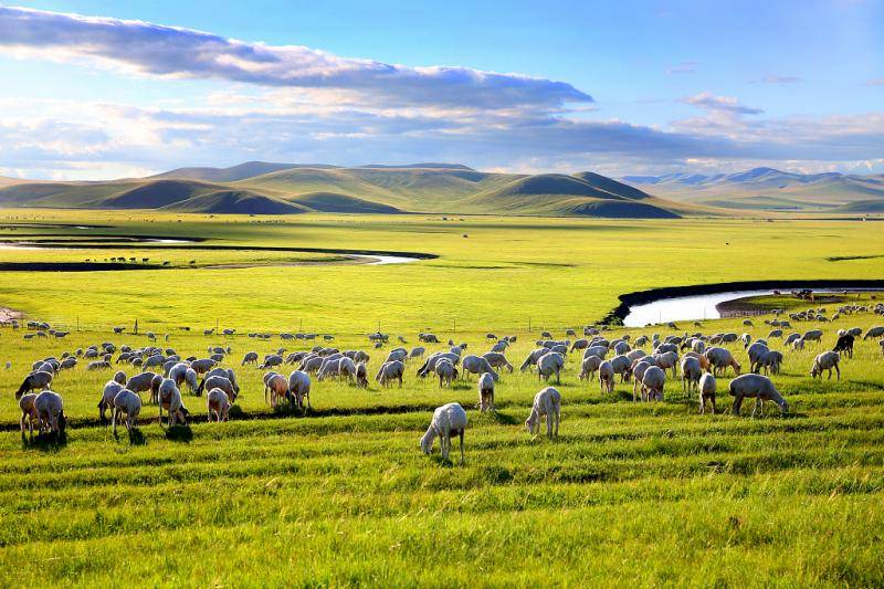 内蒙古兴安盟奋力创建我国首个现代畜牧业试验区_育种_发展_技术