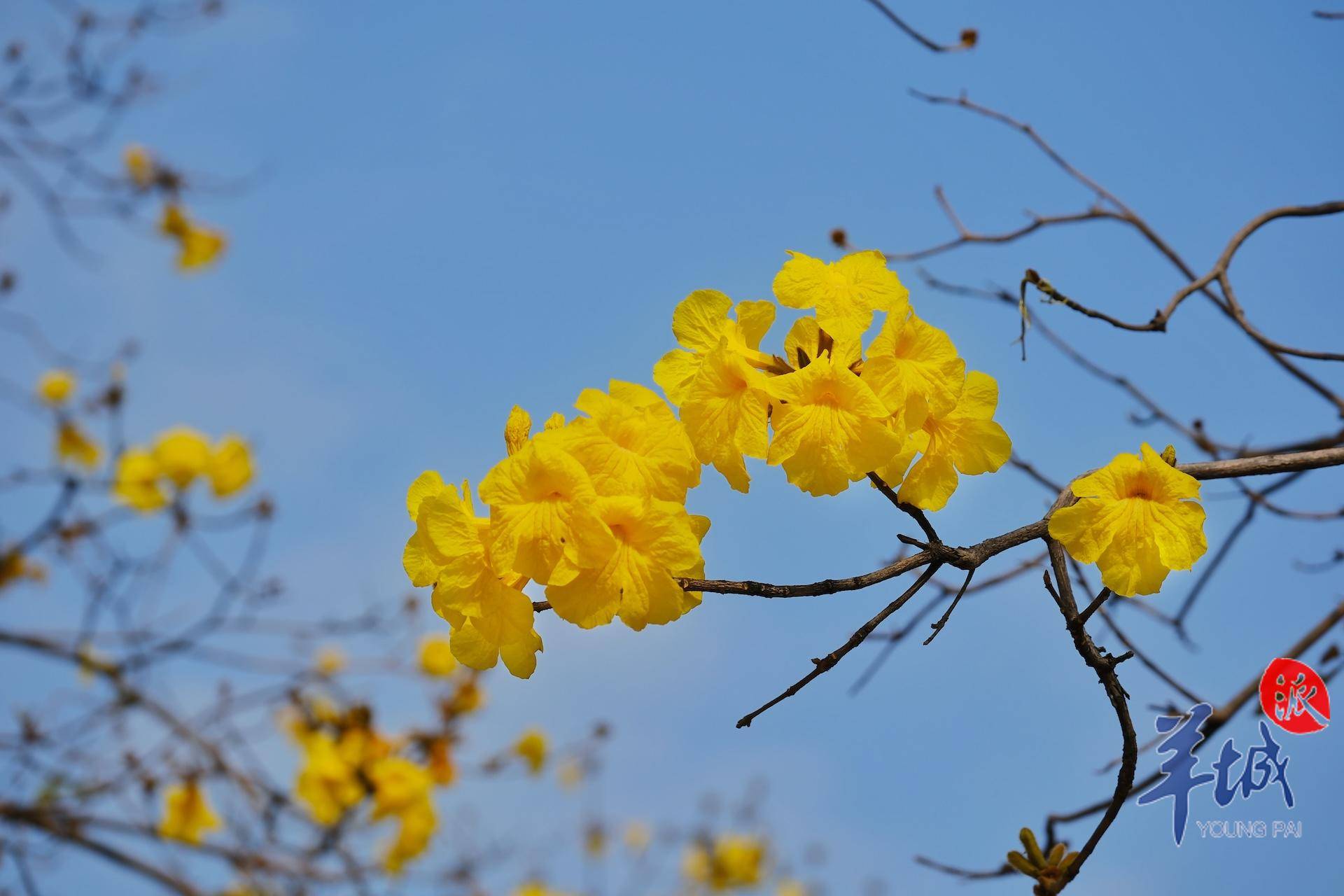 黄花风铃木的形状图片