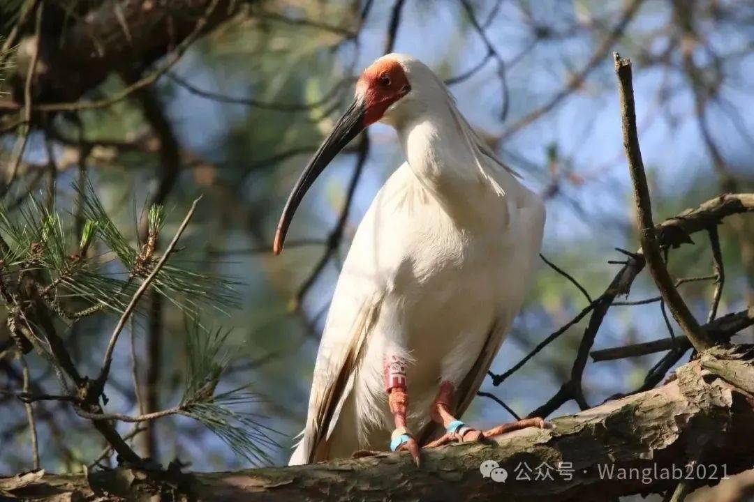 2024春季河南董寨朱鹮研究志愿者招募_工作_保护_进行