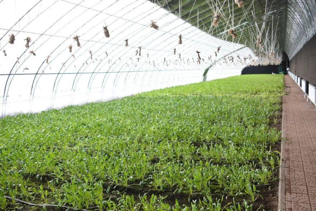 苇河 冬日大棚绿意浓 果蔬秧苗长势好_暖棚_种植_柿子