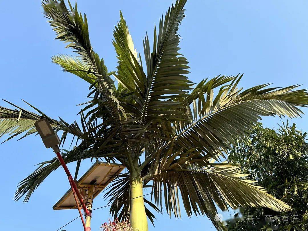 的棕榈种子桌面里面有一个假槟榔,植物园的导游小姐姐也说可以串手串