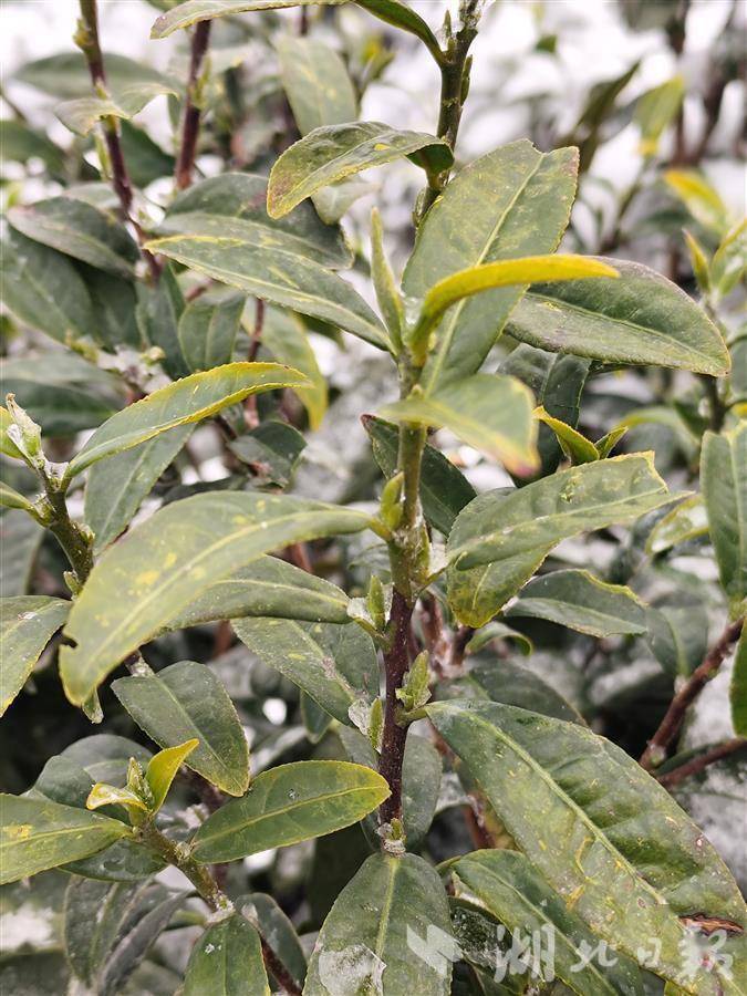 湖北省茶业集团秭归基地"金观音"傲立雪中_茶树_黄银武_影响