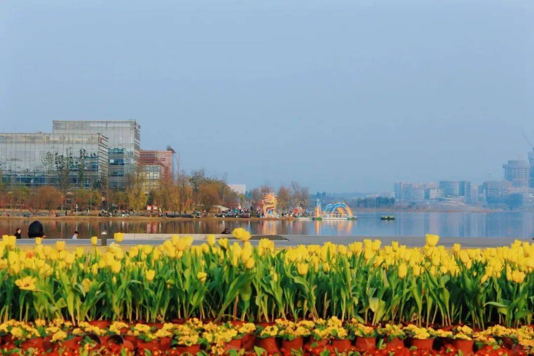 是你喜欢的郁金香花海_景区_双流_成都