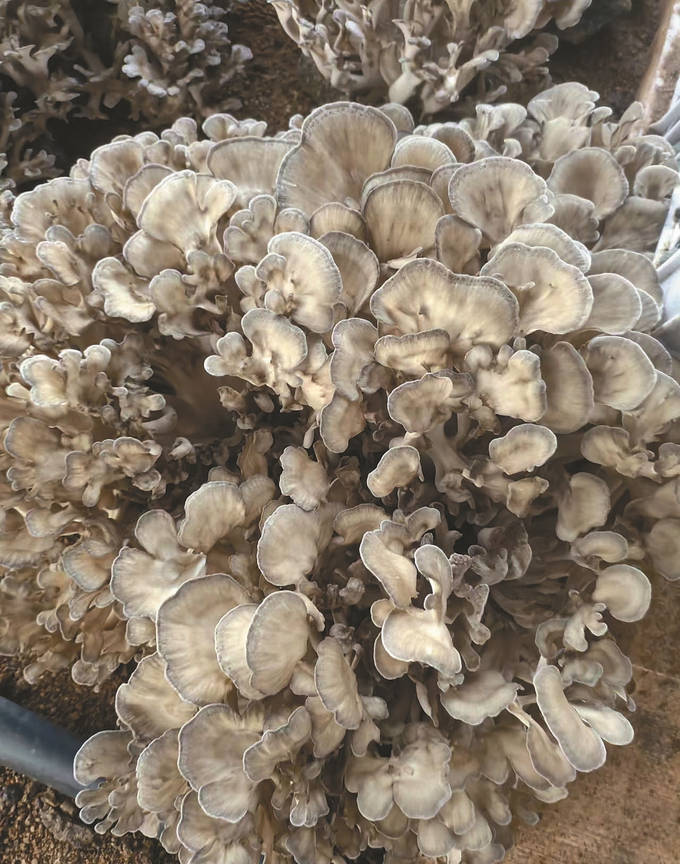 西铺栗蘑 朵朵惹人爱