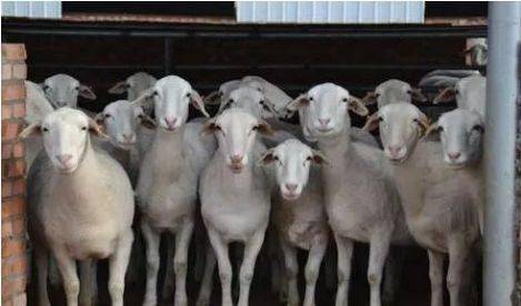 母羊_时候_纯种